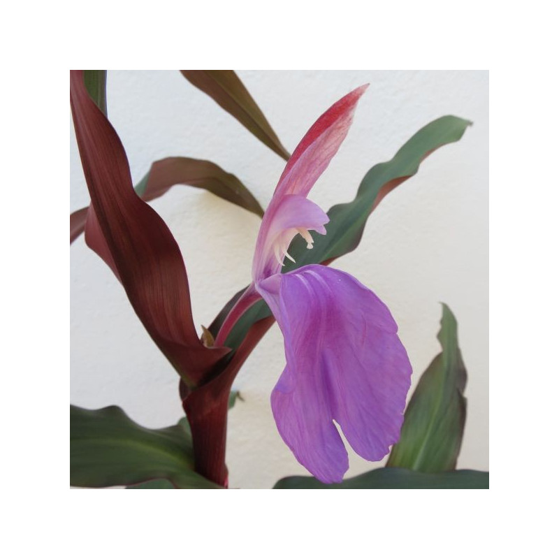 Roscoea spice island