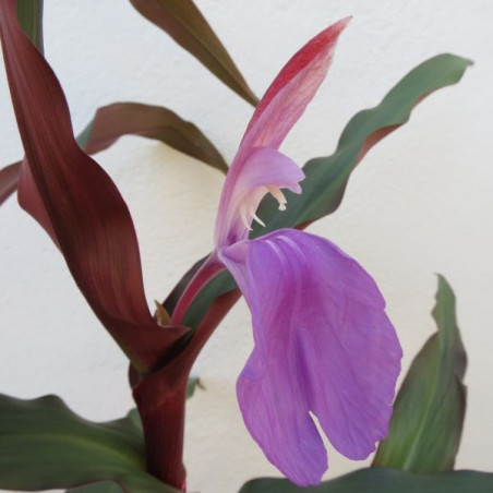 Roscoea spice island