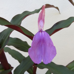 Roscoea spice island