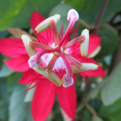 Passiflora coccinea