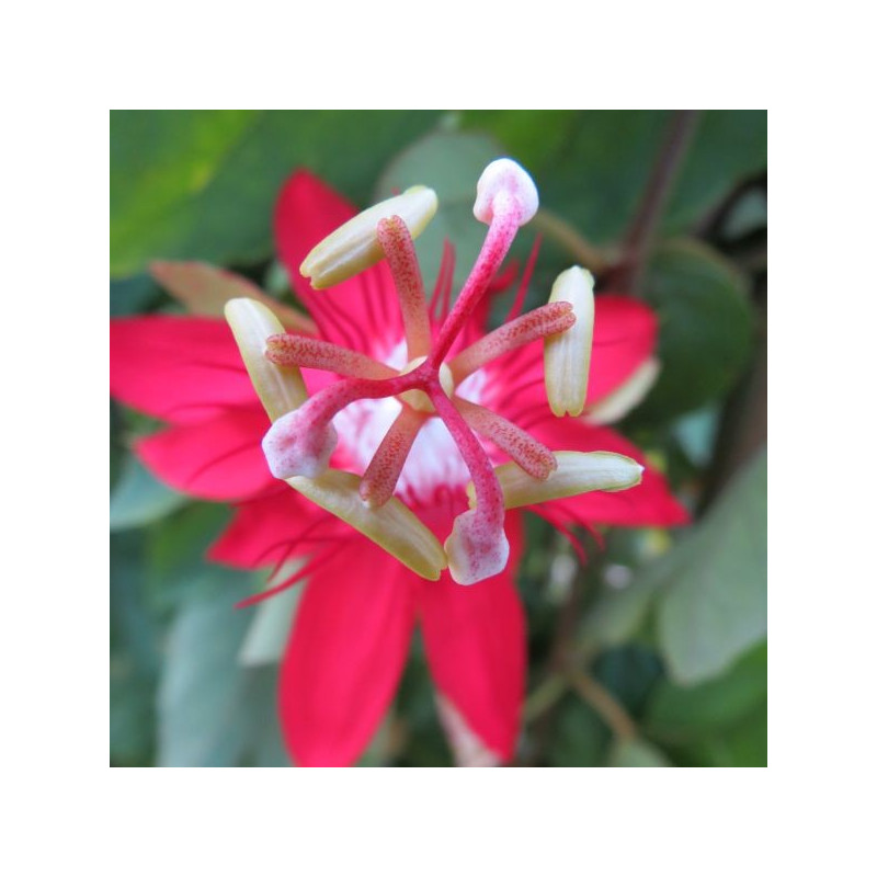 Passiflora coccinea