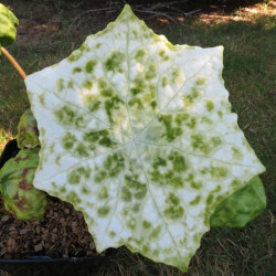 Podophyllum spotty dotty