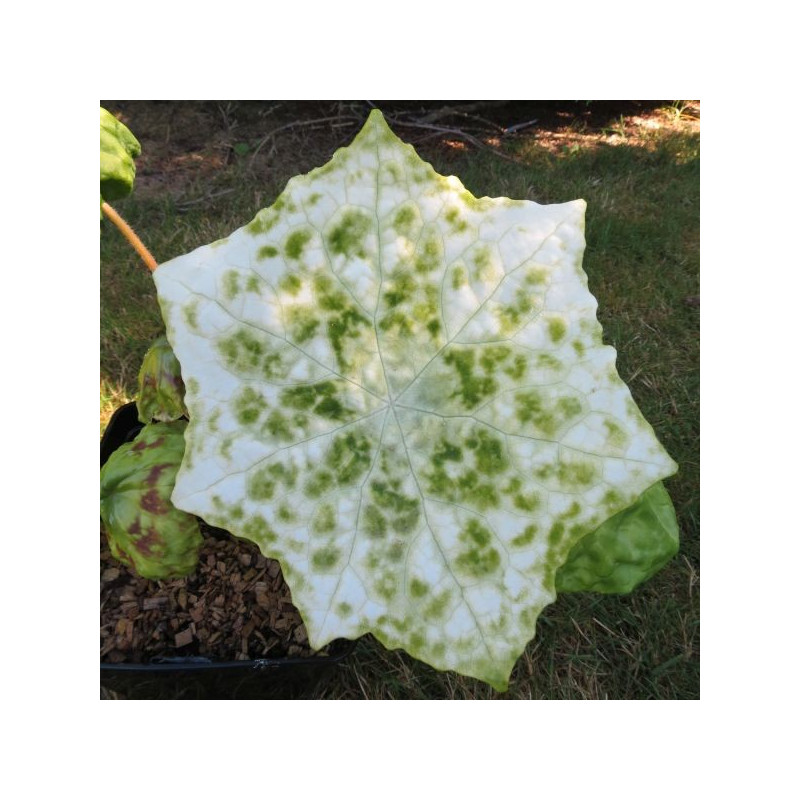 Podophyllum spotty dotty