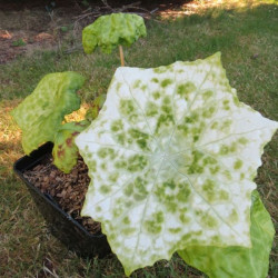 Podophyllum spotty dotty