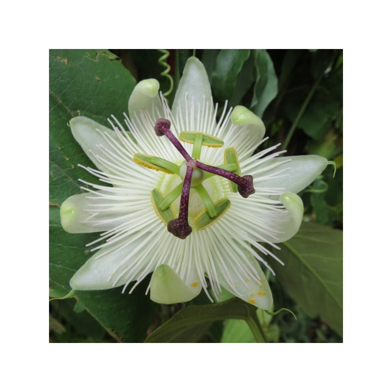 Passiflora Constance Eliot