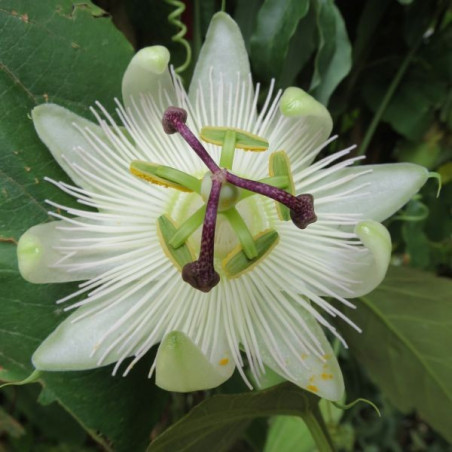 Passiflora Constance Eliot