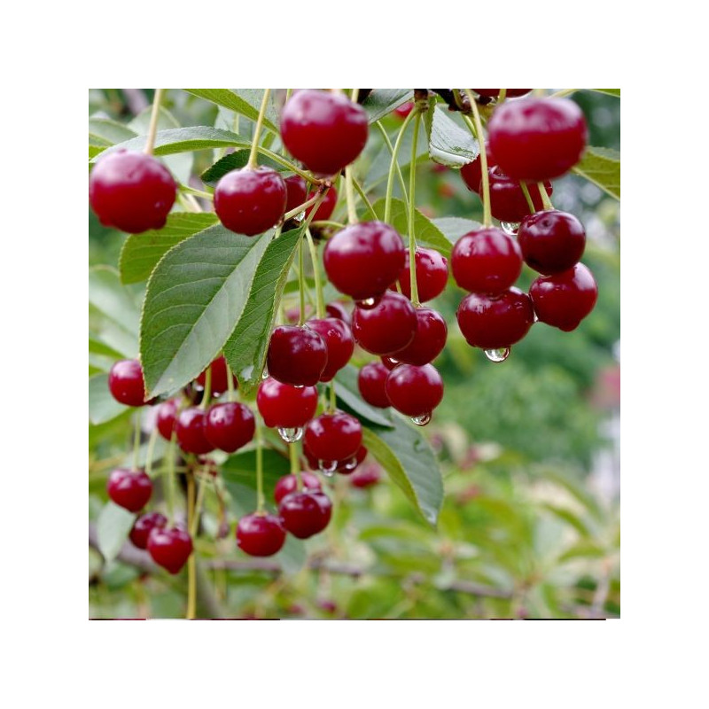 Prunus x cherry boop®