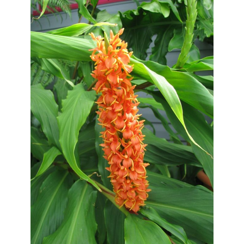 Hedychium 'Assam orange'