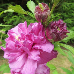 Hibiscus French cabaret® purple