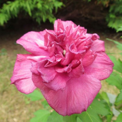 Hibiscus French cabaret® red
