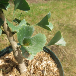 Ginkgo tubifolia