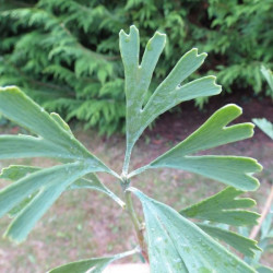 Ginkgo tubifolia