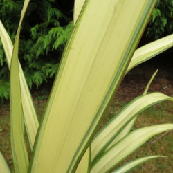 Phormium Louis Goarant