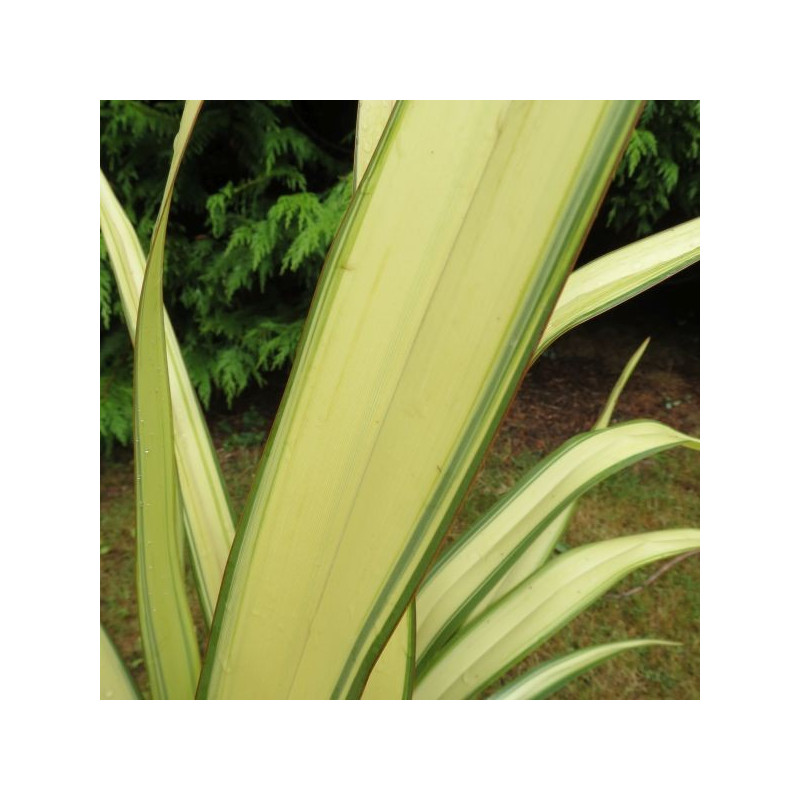 Phormium Louis Goarant