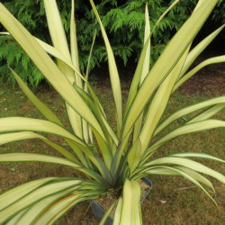 Phormium Louis Goarant