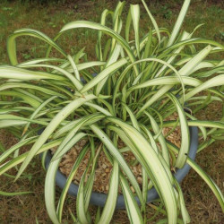 Phormium blondie