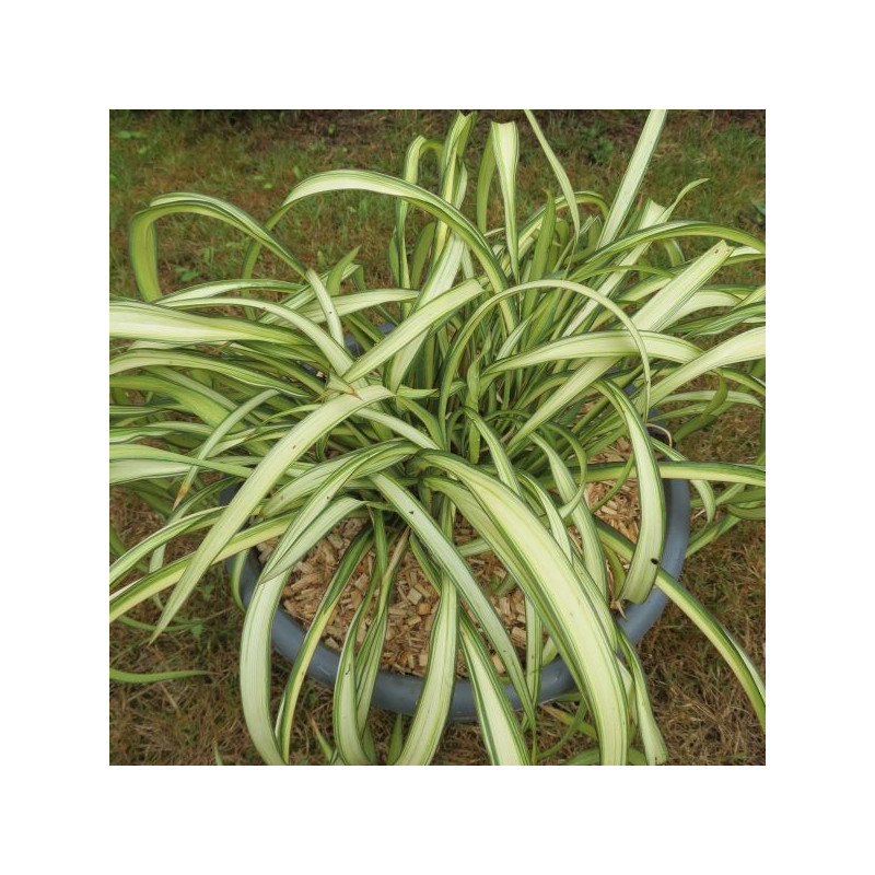 Phormium blondie