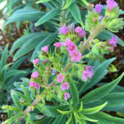 Echium candicans rose