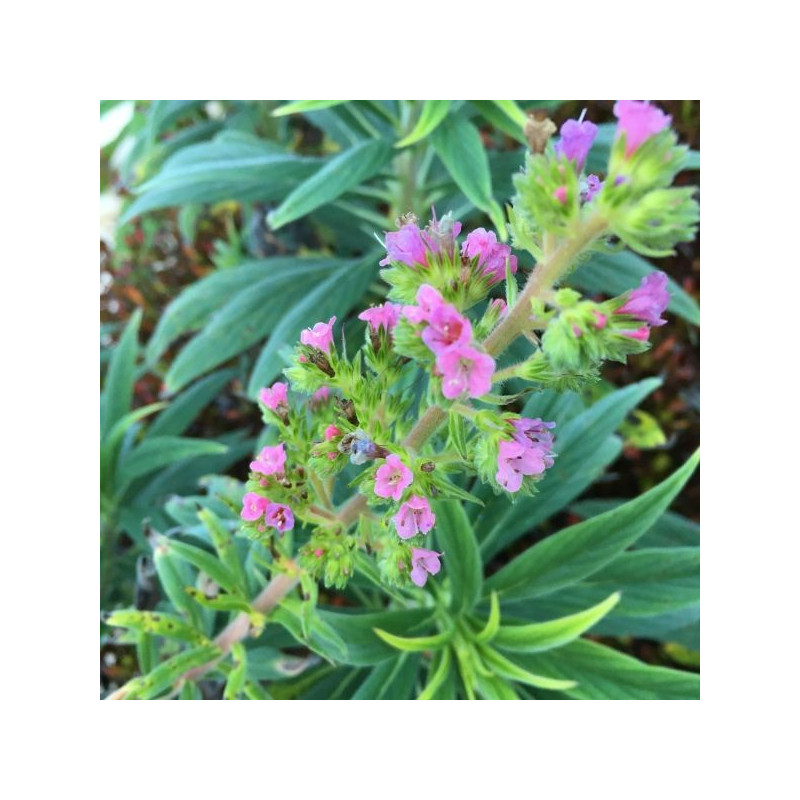 Echium candicans rose