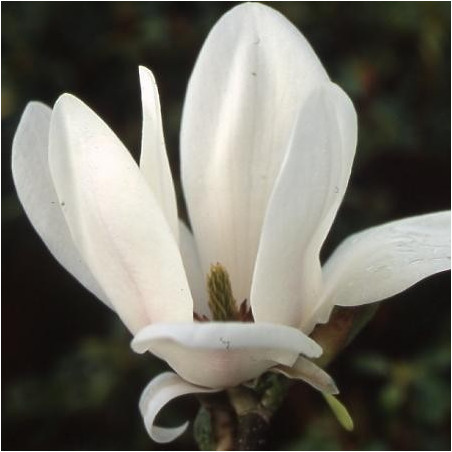 Magnolia grandiflora 'little gem'