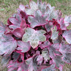 Saxifraga crystal pink