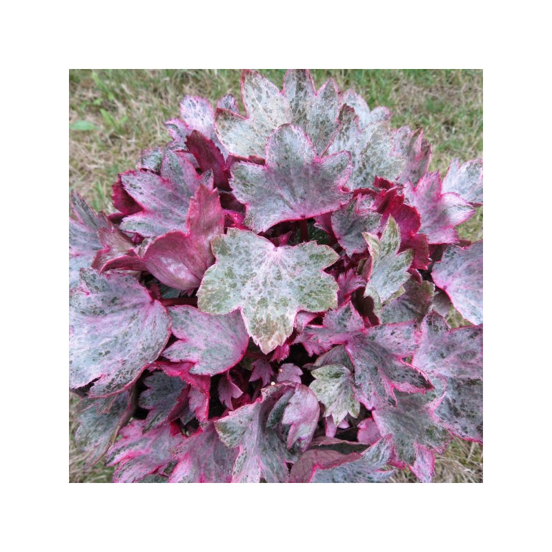 Saxifraga crystal pink