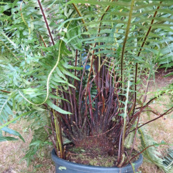 Blechnum nudum 20 l