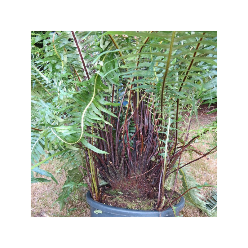 Graines Blechnum Obtusatum - Fougère Arborescente Naine - Lot De 10 Graines - Feuillage Brillant, Tronc Mince - ID1793