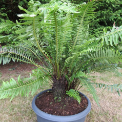 Blechnum nudum 15 l