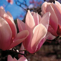 Magnolia 'heaven scent'