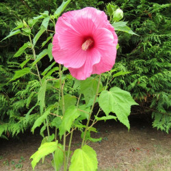 Hibiscus moscheutos planet® Solène