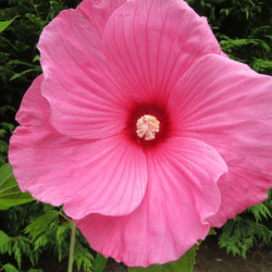 Hibiscus moscheutos planet® Solène