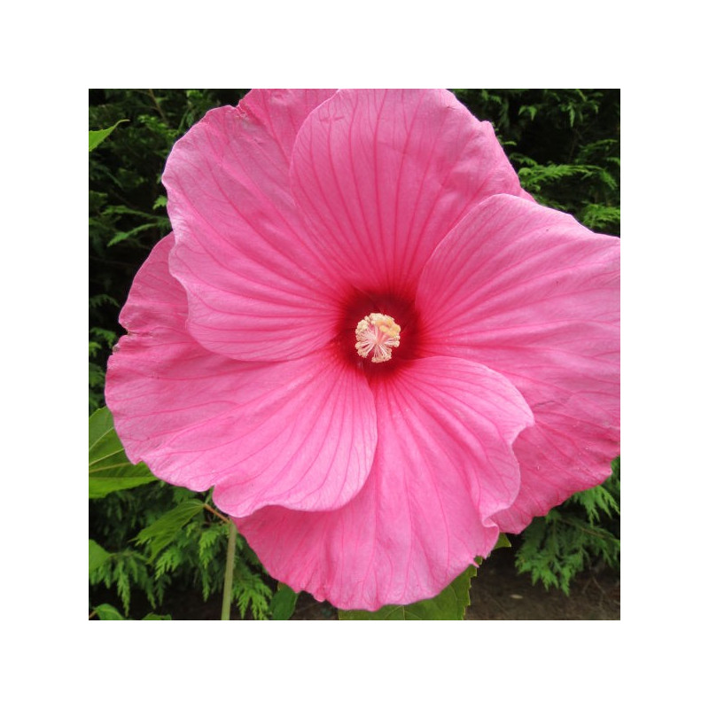 Hibiscus moscheutos planet® Solène