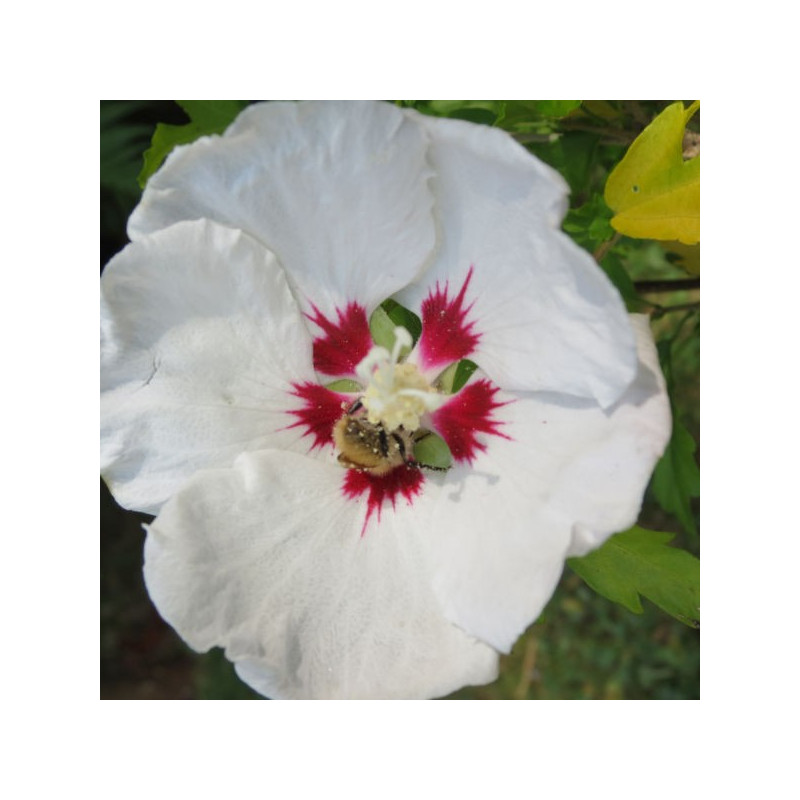 Hibiscus syriacus red heart