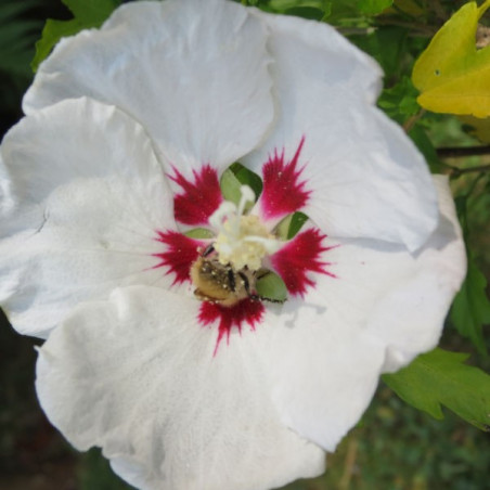 Hibiscus syriacus red heart