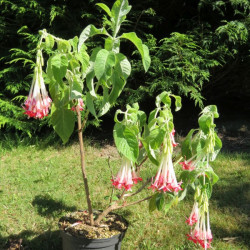 Fuchsia boliviana alba