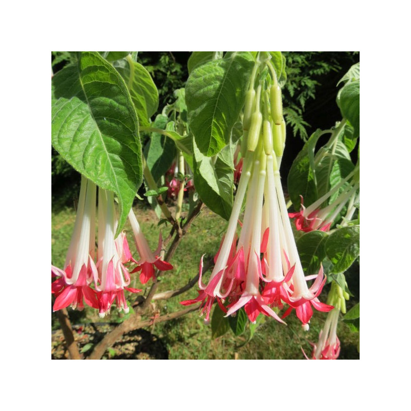 Fuchsia boliviana alba