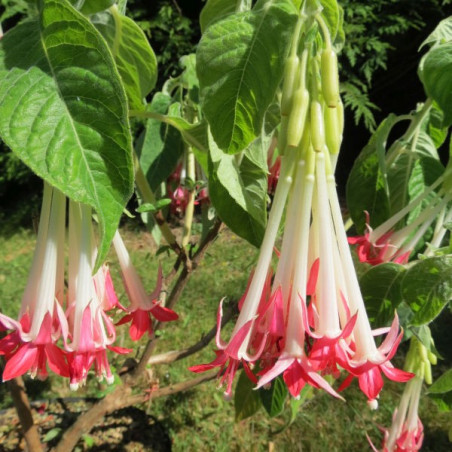 Fuchsia boliviana alba