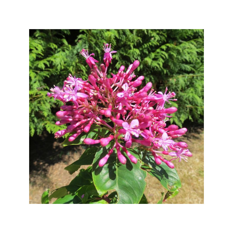 Fuchsia paniculata