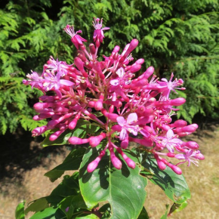 Fuchsia paniculata