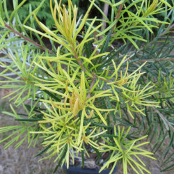 Banksia giant candles