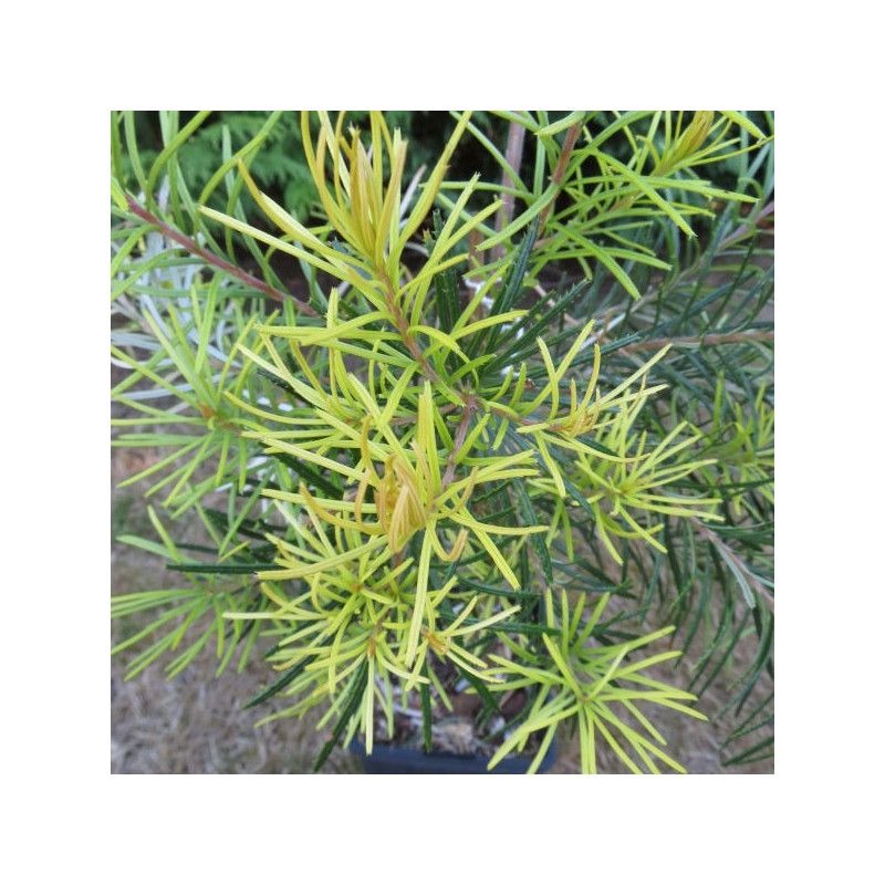 Banksia giant candles