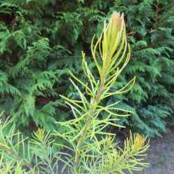 Banksia giant candles