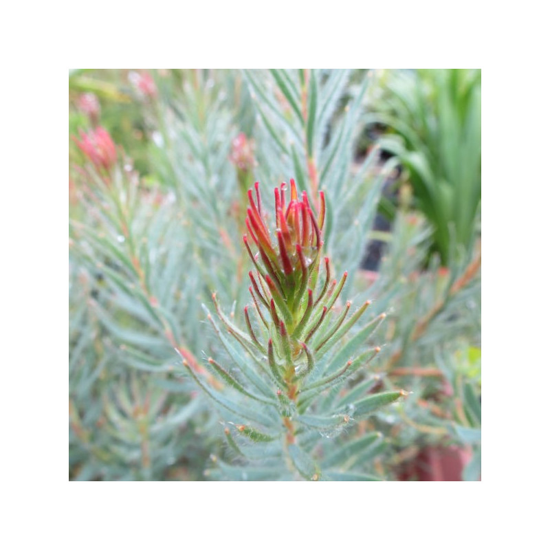 Leucadendron jubilee crown