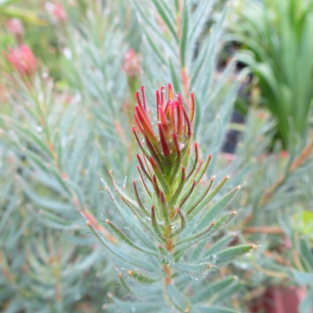 Leucadendron jubilee crown