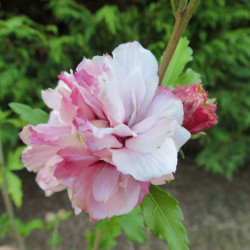 Hibiscus French cabaret® pastel