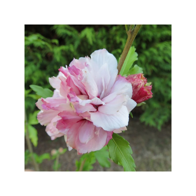 Hibiscus French cabaret® pastel