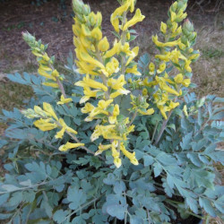 Corydalis x canary feathers®