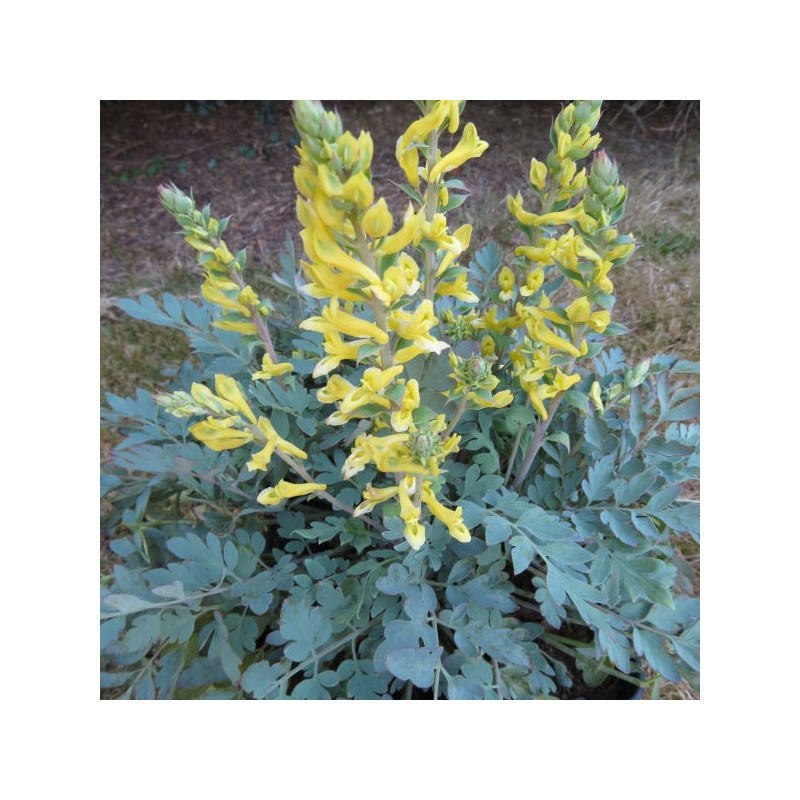 Corydalis x canary feathers®