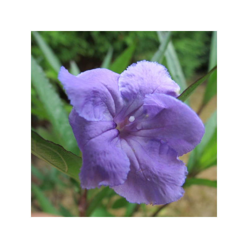 Ruellia brittoniana